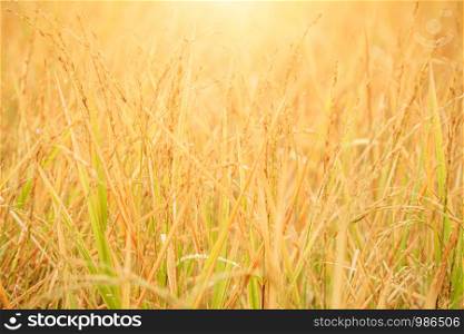 Golden rice paddy field during sunrise.