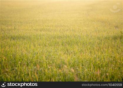 Golden rice paddy field with drops of dew during sunrise in the morning.