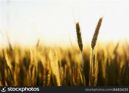 Golden ripe ears of wheat on nature in summer field at sunset rays of sunshine, close-up macro. Ultra wide format. Golden ripe ears of wheat on nature in summer field at sunset rays of sunshine, close-up macro. Ultra wide format.