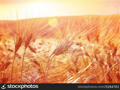 Golden ripe wheat field on sunset, beautiful rural landscape, beauty of autumn nature, harvest season