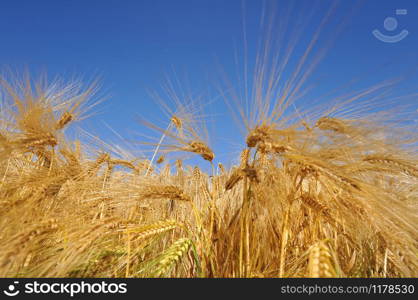 golden ripe wheat under blue sky
