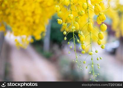 Golden shower (Cassia fistula), National tree of Thailand