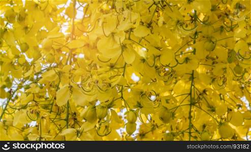 Golden Shower Tree . close up of Golden Shower Tree (Cassia fistula)