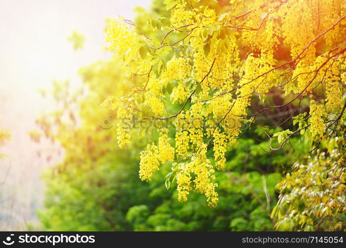 Golden Shower Tree in the summer / Cassia fistula