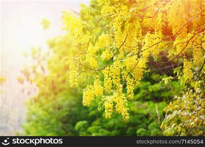 Golden Shower Tree in the summer / Cassia fistula
