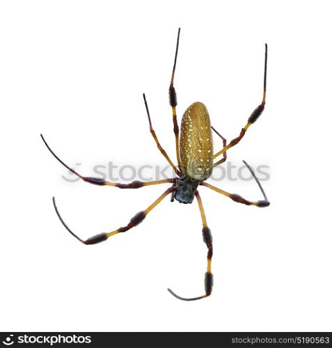 Golden Silk (Banana) Spider isolated on white background. Golden Silk Orb Weaver Spider