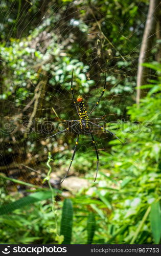 Golden silk orb weaver spider in jungle, Chiang Mai, Thailand. Orb weaver spider in jungle, Chiang Mai, Thailand