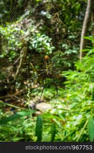 Golden silk orb weaver spider in jungle, Chiang Mai, Thailand. Orb weaver spider in jungle, Chiang Mai, Thailand