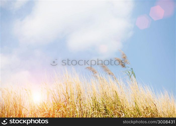 Golden spikelets of grass closeup in the rays of the sun at sunrise in the forest. Selective focus. Vintage filtered.