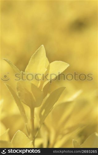 Golden Spindle tree