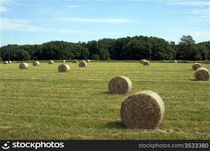 Golden straw bales in the field after harvesting