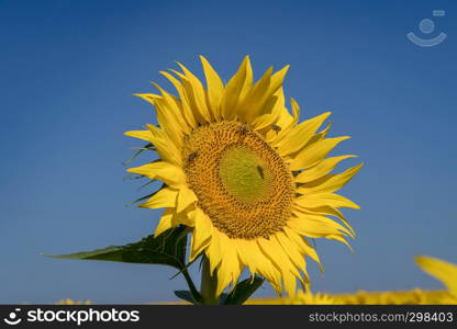 Golden summer sunflower in the sun, beautiful clouds in the blue sky