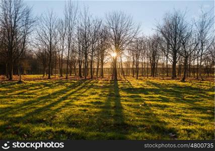 Golden sunlight sunset or sunrise through trees