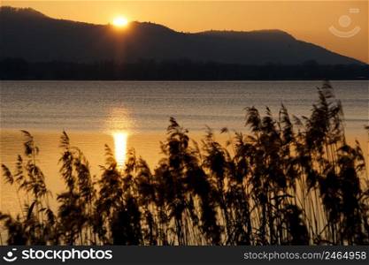 Golden sunset in spring on beautiful Lake Constance with reeds