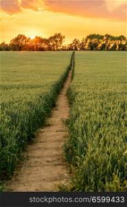 Golden sunset or sunrise over a path through a field of wheat, corn or barley crops growing on farm