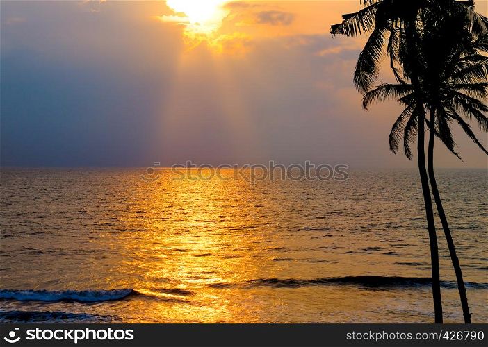 Golden sunset over the ocean. Against the sky the dark silhouette of a coconut tree.
