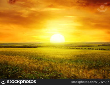 Golden sunset over wheat field