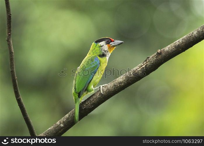 Golden-throated Barbet, Psilopogon franklinii, Mishmi Hills, Arunachal Pradesh, India