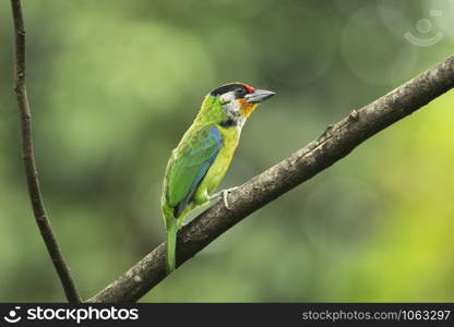 Golden-throated Barbet, Psilopogon franklinii, Mishmi Hills, Arunachal Pradesh, India