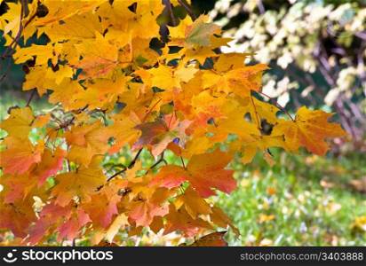 Golden tree foliage in autumn city park