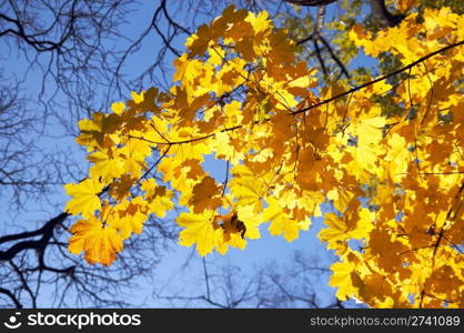 Golden tree foliage in autumn city park (view from below)