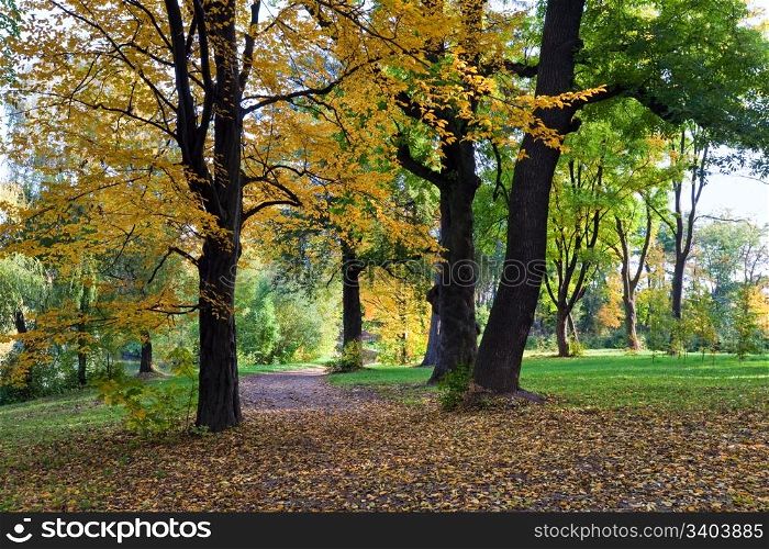 Golden tree foliage, pedestrian path, and falling leafs in autumn city park