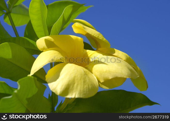 Golden trumpet