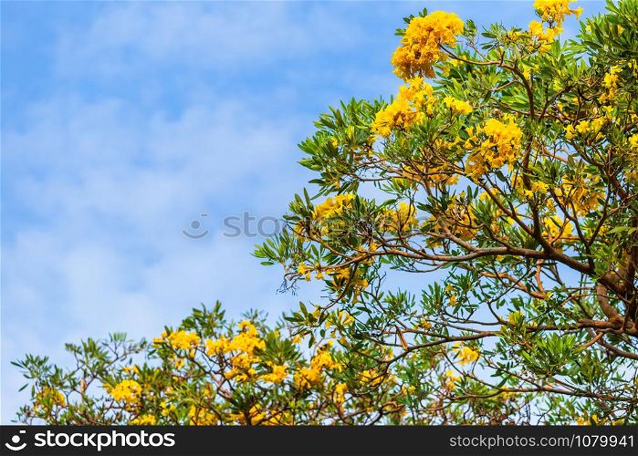 Golden trumpet tree at Park in on blue sky background.