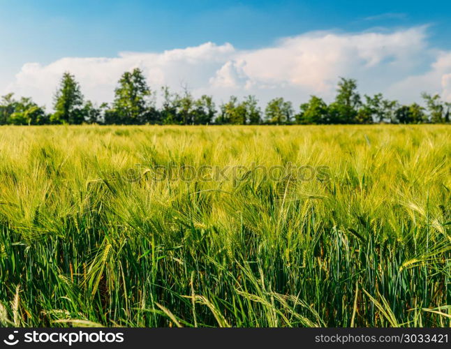 Golden unripe wheat field in rural Lombardy, Italy.. Golden unripe wheat field in rural Lombardy, Italy