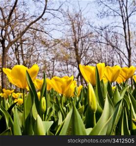 Golden variaties of Tulips - spring season (April)