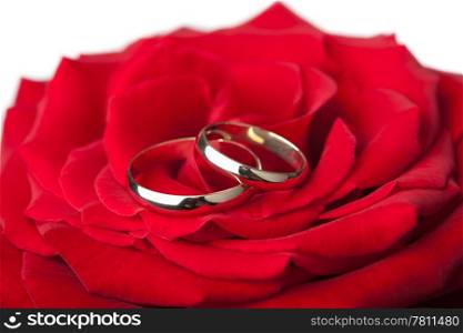 Golden wedding rings over red rose isolated