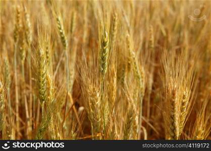 golden wheat cereal yellow field