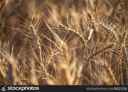 Golden Wheat Close Up Macro Background Texture