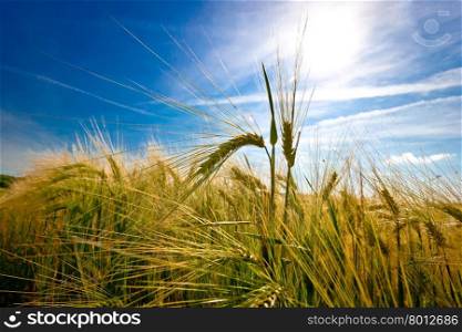 Golden wheat ears on sunlight, agricultural landscape