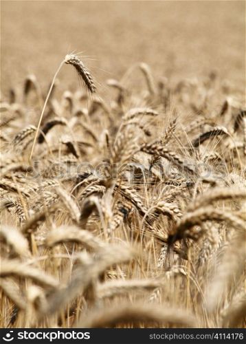 Golden wheat field