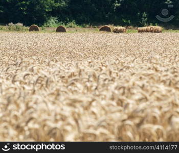 Golden wheat field