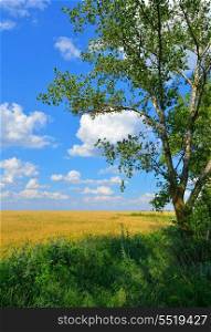 Golden Wheat field against a blue sky