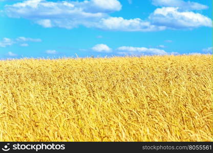 golden wheat field and blue sky