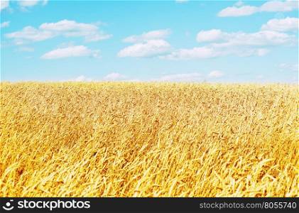 golden wheat field and blue sky