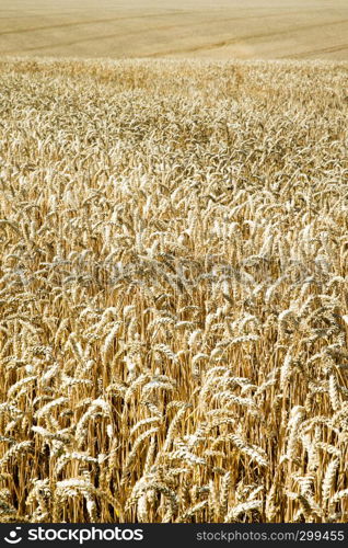 golden wheat field and sunny day