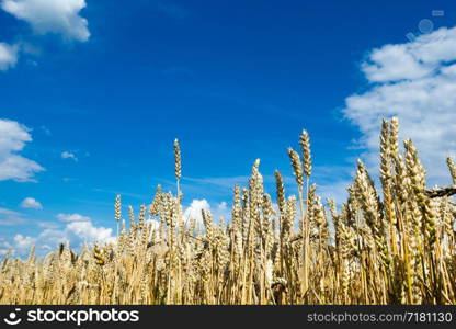 golden wheat field and sunny day