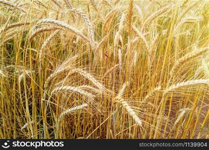 golden wheat field and sunny day. golden wheat field and sunny day. Nature