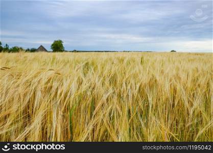 golden wheat field and sunny day, nature. golden wheat field and sunny day, nature.