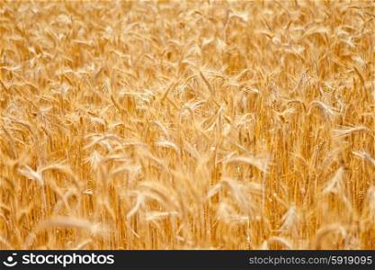 Golden wheat field in summer