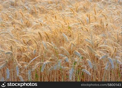 Golden Wheat field in summer time