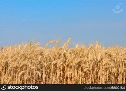 Golden Wheat field in summer time