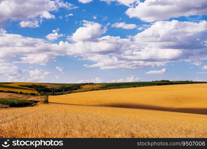 Golden wheat field of hot summer sun and blue sky with white clouds