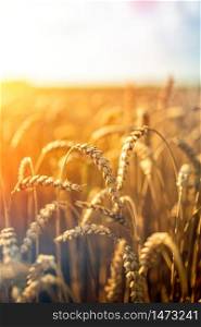 Golden wheat field on sunny summer day day. Agriculture concept. Golden wheat field and sunny day.
