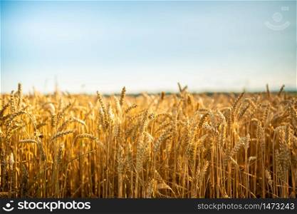 Golden wheat field on sunny summer day day. Agriculture concept. Golden wheat field and sunny day.