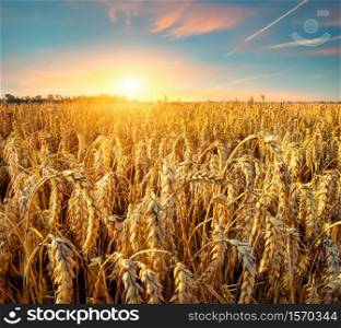 Golden wheat field under beautiful sunset sky. Field of Golden wheat